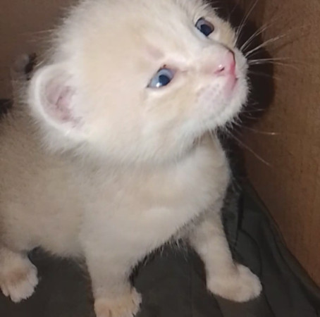 Котенок мальчик 1 месяц. Открыто бронирование, ﻿котенок 1 месяц