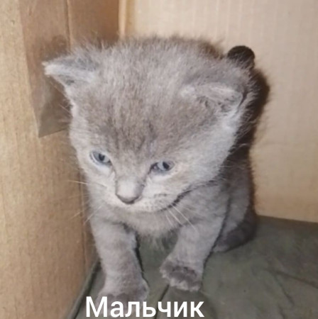 Котята ищут дом! В дар! Открываем бронь!, ﻿котенок 1 месяц