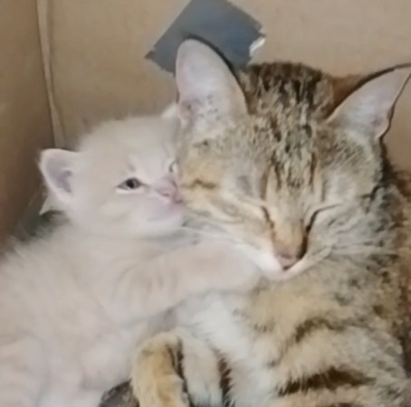 Котенок мальчик 1 месяц. Открыто бронирование, ﻿котенок 1 месяц