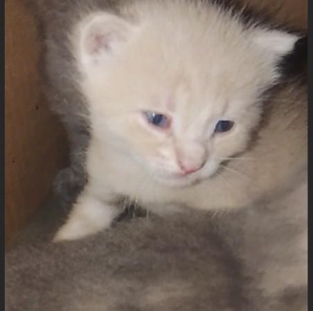 Котенок мальчик 1 месяц. Открыто бронирование, ﻿котенок 1 месяц