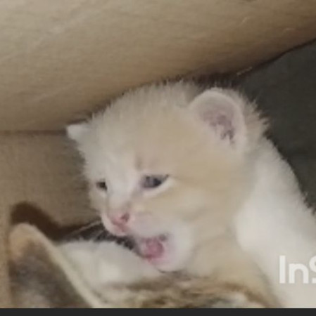 Котенок мальчик 1 месяц. Открыто бронирование, ﻿котенок 1 месяц