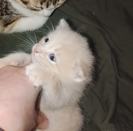 Котенок мальчик 1 месяц. Открыто бронирование, ﻿котенок 1 месяц