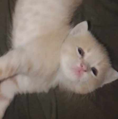 Котенок мальчик 1 месяц. Открыто бронирование, ﻿котенок 1 месяц