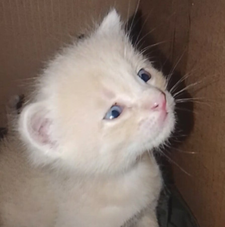 Котята ищут дом! В дар! Открываем бронь!, ﻿котенок 1 месяц