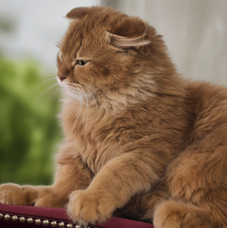 Вислоухий кот Мартин, 2 года, ищет дом. В дар!, Рыжий, Котельники, Кот в добрые руки