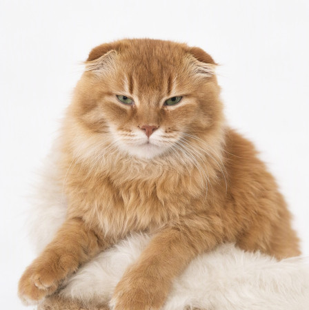 Вислоухий кот Мартин, 2 года, ищет дом. В дар!, Рыжий, Котельники, Кот в добрые руки