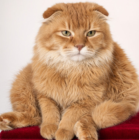 Вислоухий кот Мартин, 2 года, ищет дом. В дар!, Рыжий, Котельники, Кот в добрые руки
