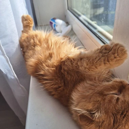 Вислоухий кот Мартин, 2 года, ищет дом. В дар!, Рыжий, Котельники, Кот в добрые руки