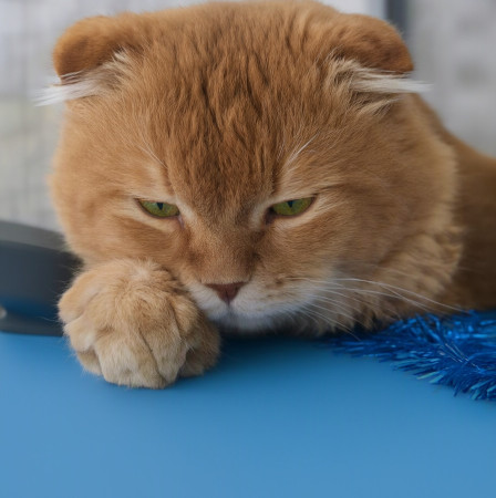 Вислоухий кот Мартин, 2 года, ищет дом. В дар!, Рыжий, Котельники, Кот в добрые руки
