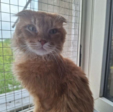 Вислоухий кот Мартин, 2 года, ищет дом. В дар!, Рыжий, Котельники, Кот в добрые руки