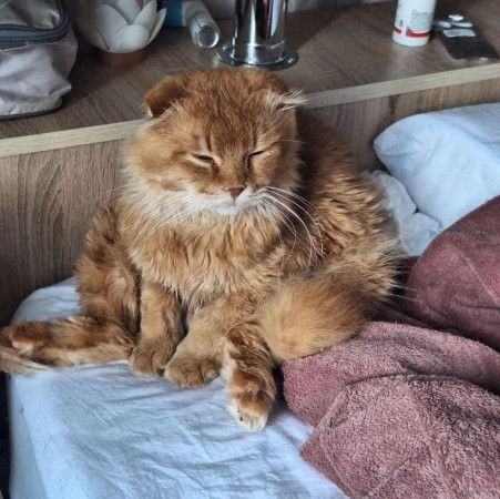 Вислоухий кот Мартин, 2 года, ищет дом. В дар!, Рыжий, Котельники, Кот в добрые руки