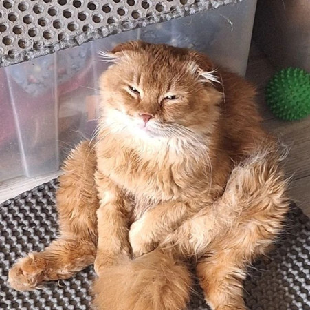 Вислоухий кот Мартин, 2 года, ищет дом. В дар!, Рыжий, Котельники, Кот в добрые руки