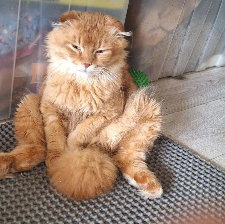 Вислоухий кот Мартин, 2 года, ищет дом. В дар!, Рыжий, Котельники, Кот в добрые руки