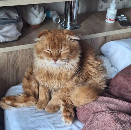 Вислоухий кот Мартин, 2 года, ищет дом. В дар!, Рыжий, Котельники, Кот в добрые руки