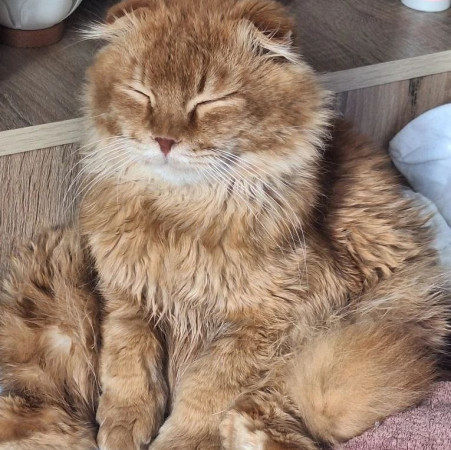 Вислоухий кот Мартин, 2 года, ищет дом. В дар!, Рыжий, Котельники, Кот в добрые руки