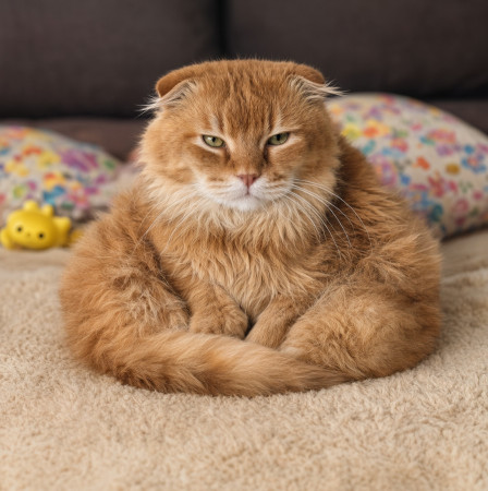 Вислоухий кот Мартин, 2 года, ищет дом. В дар!, Рыжий, Котельники, Кот в добрые руки