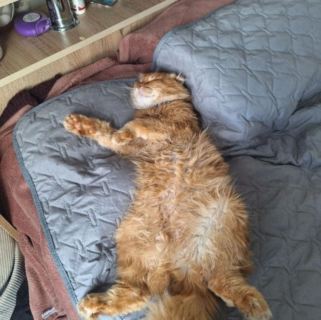 Вислоухий кот Мартин, 2 года, ищет дом. В дар!, Рыжий, Котельники, Кот в добрые руки