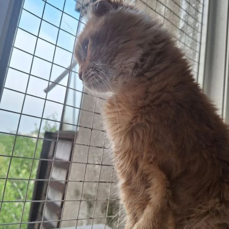 Вислоухий кот Мартин, 2 года, ищет дом. В дар!, Рыжий, Котельники, Кот в добрые руки