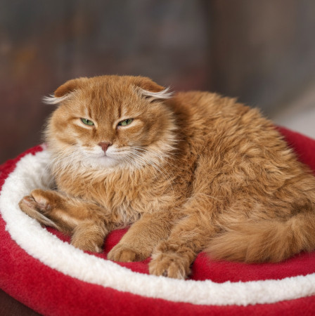 Вислоухий кот Мартин, 2 года, ищет дом. В дар!, Рыжий, Котельники, Кот в добрые руки