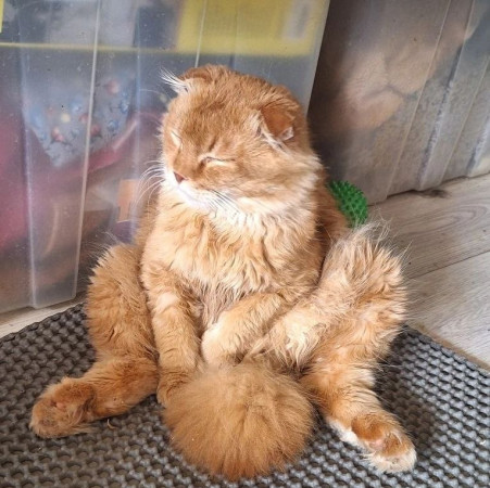 Вислоухий кот Мартин, 2 года, ищет дом. В дар!, Рыжий, Котельники, Кот в добрые руки
