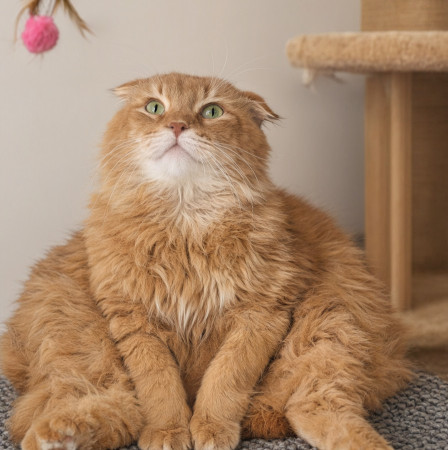 Вислоухий кот Мартин, 2 года, ищет дом. В дар!, Рыжий, Котельники, Кот в добрые руки
