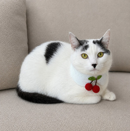Софи — нежная и скромная кошечка, которая очень ждёт свой дом. В дар!, Черный с белым, Люберцы, Кошка в хорошие руки