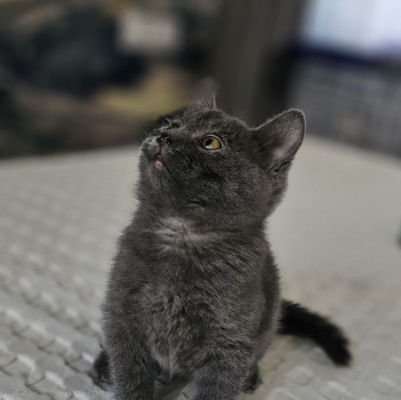 Котенок Сёма в добрые руки. В дар!, котенок 2 месяца