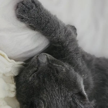 Котенок Сёма в добрые руки. В дар!, котенок 2 месяца