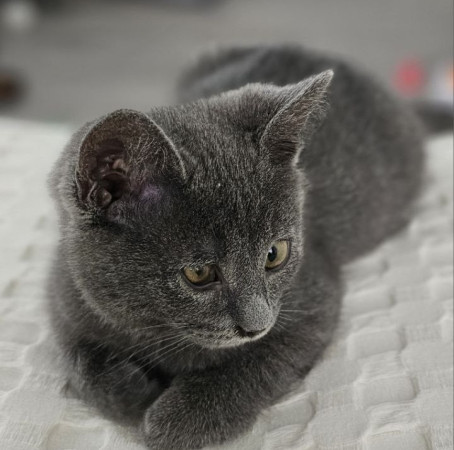 Котенок Сёма в добрые руки. В дар!, котенок 2 месяца