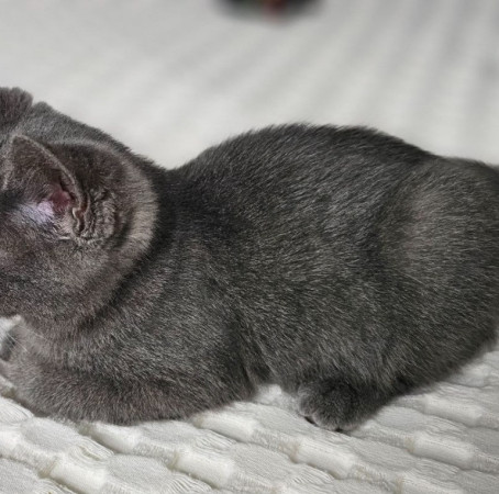 Котенок Сёма в добрые руки. В дар!, котенок 2 месяца