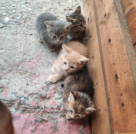 Котята бесплатно. В дар!, котенок 3 месяца