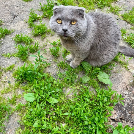 Котик Антонио ищет дом. В дар!, Голубой, Фрунзенская, Кот в добрые руки