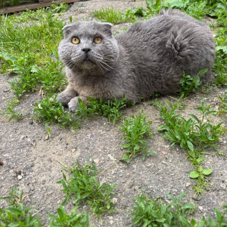 Котик Антонио ищет дом. В дар!, Голубой, Фрунзенская, Кот в добрые руки