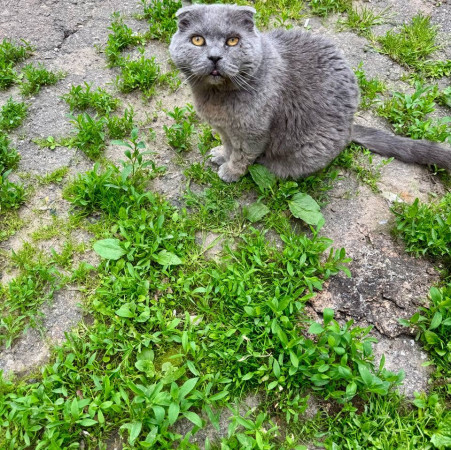 Котик Антонио ищет дом. В дар!, Голубой, Фрунзенская, Кот в добрые руки
