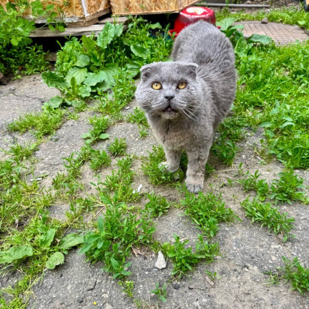 Котик Антонио ищет дом. В дар!, Голубой, Фрунзенская, Кот в добрые руки
