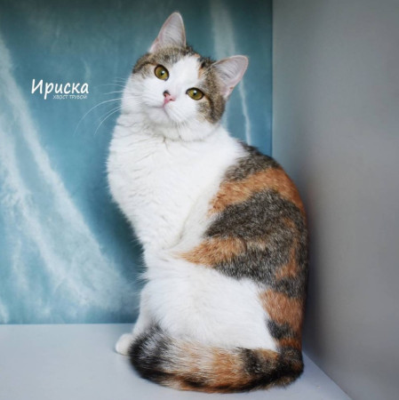Кошечка Ириска ищет дом. В дар!, Трёхцветный, Фрунзенская, Кошка в хорошие руки