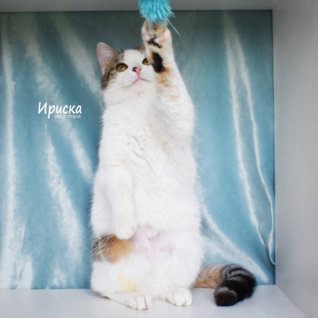 Кошечка Ириска ищет дом. В дар!, Трёхцветный, Фрунзенская, Кошка в хорошие руки