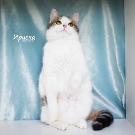 Кошечка Ириска ищет дом. В дар!, Трёхцветный, Фрунзенская, Кошка в хорошие руки