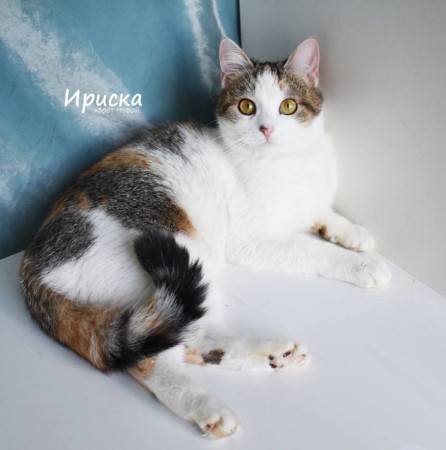 Кошечка Ириска ищет дом. В дар!, Трёхцветный, Фрунзенская, Кошка в хорошие руки