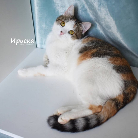 Кошечка Ириска ищет дом. В дар!, Трёхцветный, Фрунзенская, Кошка в хорошие руки