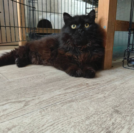 Котик Василий ищет дом. В дар!, Черный, Фрунзенская, Кот в добрые руки