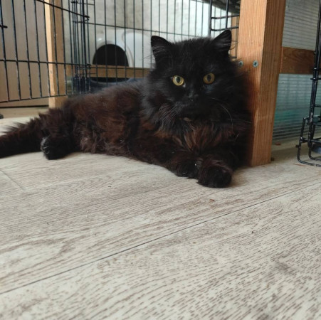 Котик Василий ищет дом. В дар!, Черный, Фрунзенская, Кот в добрые руки