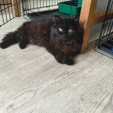 Котик Василий ищет дом. В дар!, Черный, Фрунзенская, Кот в добрые руки