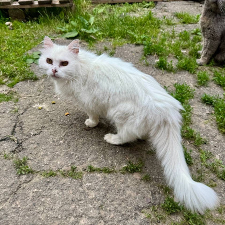 Кошечка ангорской породы ищет дом. В дар!, Белый, Фрунзенская, Кошка в хорошие руки