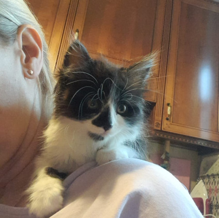 Котенок Юка ищет дом. В дар!, котенок 2 месяца