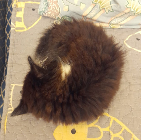 Котенок Юка ищет дом. В дар!, котенок 2 месяца