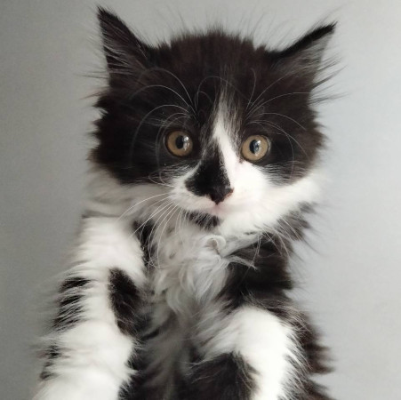 Котенок Юка ищет дом. В дар!, котенок 2 месяца