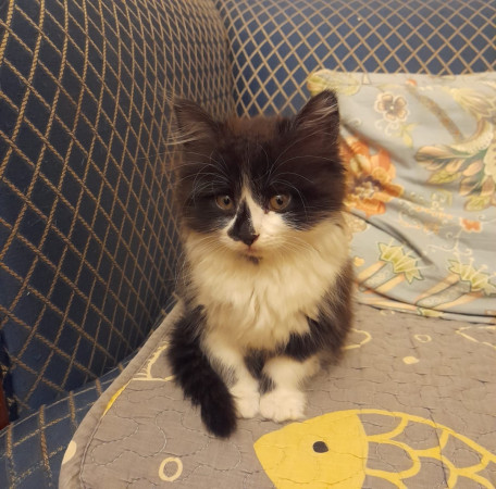 Котенок Юка ищет дом. В дар!, котенок 2 месяца