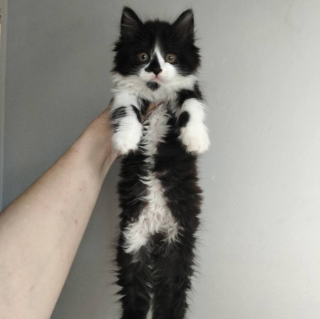 Котенок Юка ищет дом. В дар!, котенок 2 месяца