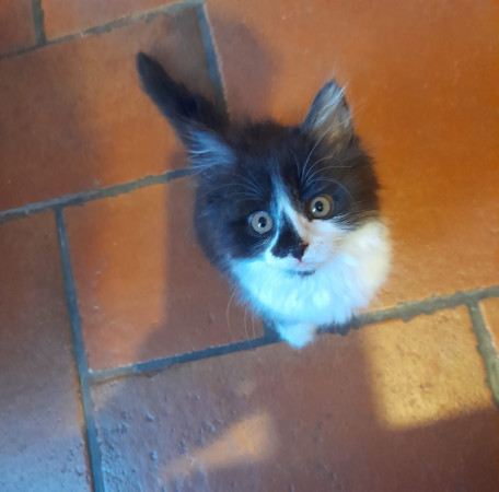 Котенок Юка ищет дом. В дар!, котенок 2 месяца